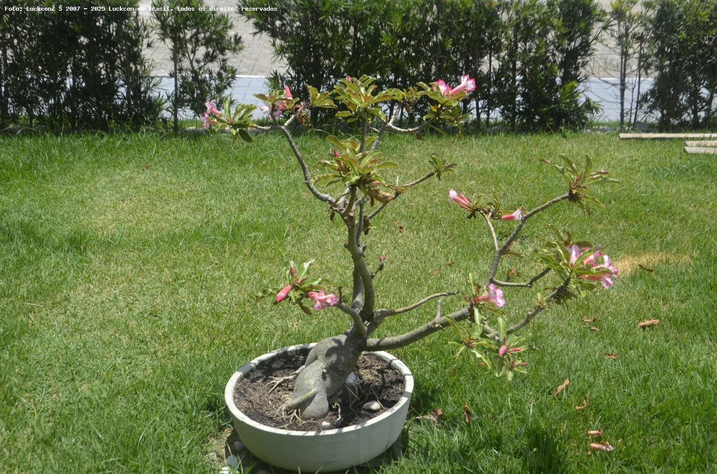 Terreno, 300 m² - Foto 12