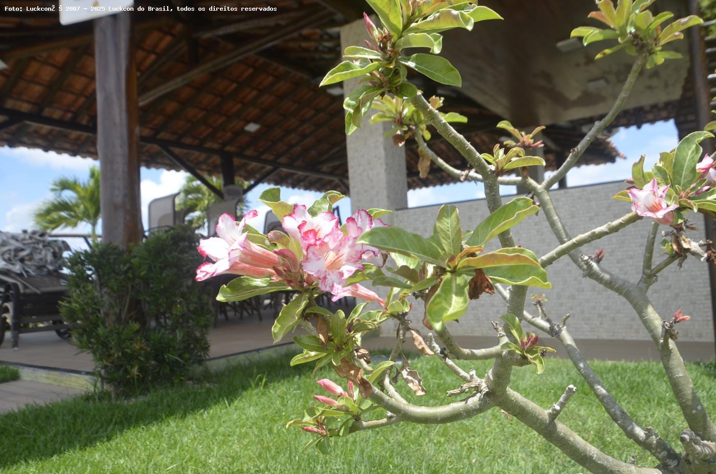 Terreno, 300 m² - Foto 15